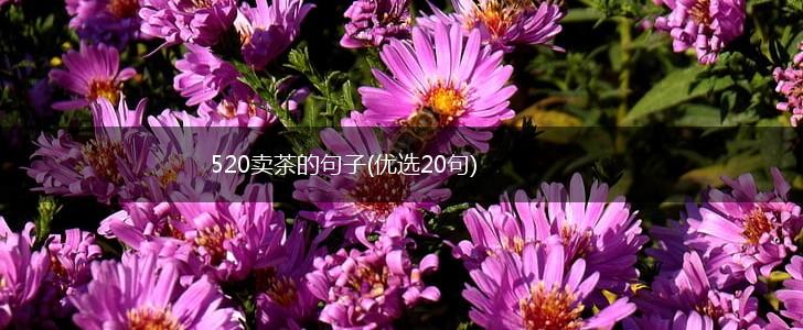 520卖茶的句子(优选20句),第1张