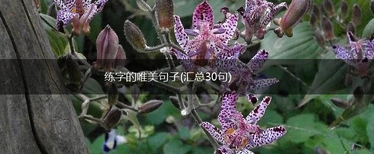 练字的唯美句子(汇总30句),第1张