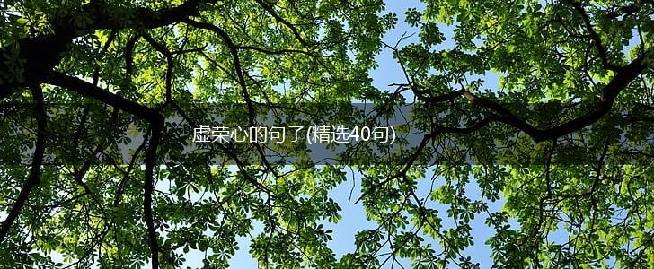 虚荣心的句子(精选40句),第1张
