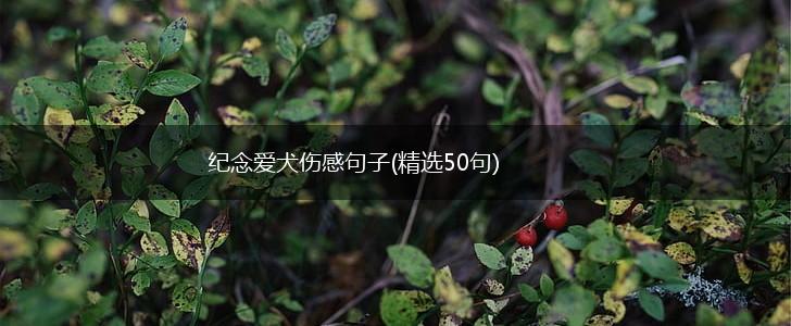 纪念爱犬伤感句子(精选50句),第1张