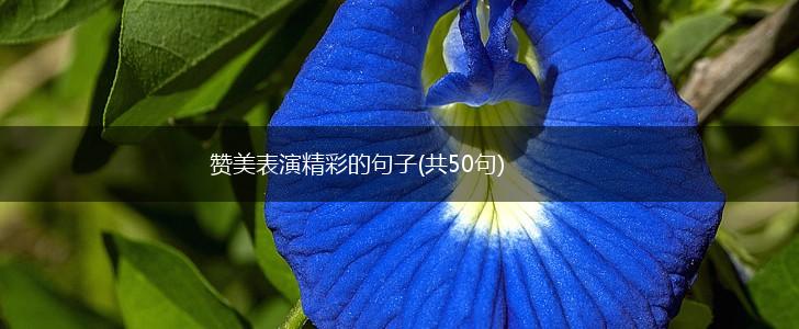 赞美表演精彩的句子(共50句),第1张