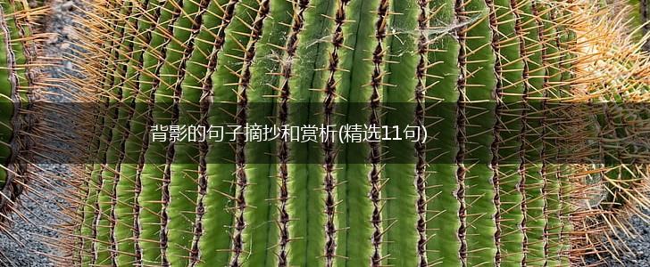 背影的句子摘抄和赏析(精选11句),第1张