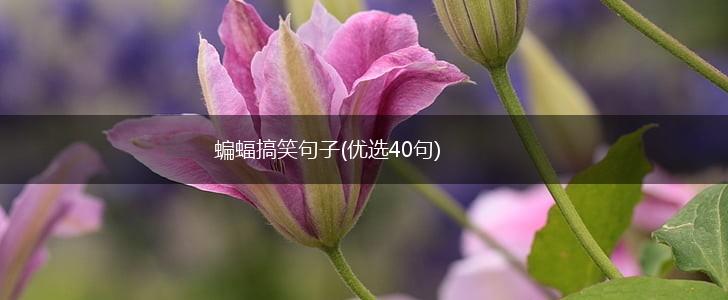 蝙蝠搞笑句子(优选40句),第1张
