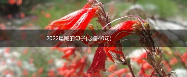2022晨跑的句子(必备40句),第1张