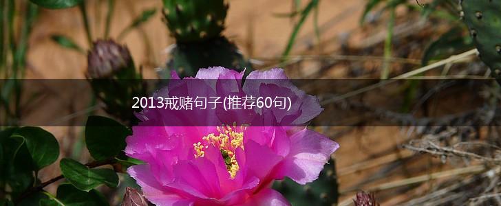 2013戒赌句子(推荐60句),第1张