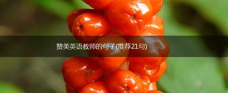 赞美英语教师的句子(推荐21句),第1张