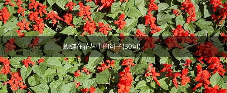 蝴蝶在花丛中的句子(30句),第1张