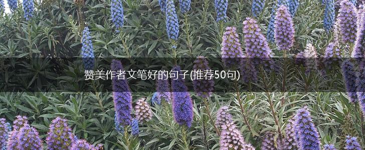 赞美作者文笔好的句子(推荐50句),第1张