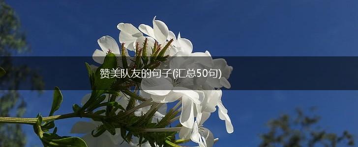 赞美队友的句子(汇总50句),第1张