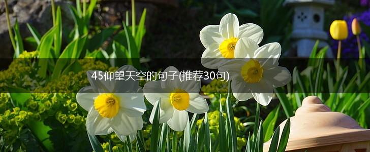 45仰望天空的句子(推荐30句),第1张