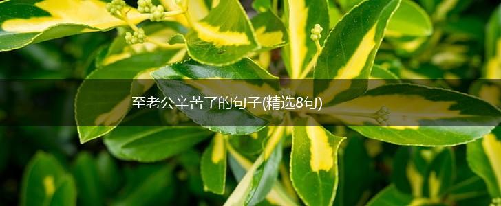 至老公辛苦了的句子(精选8句),第1张 至老公辛苦了的句子(精选8句),第1张