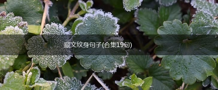 藏文纹身句子(合集19句),第1张 藏文纹身句子(合集19句),第1张