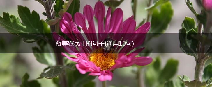 赞美农民工的句子(通用10句),第1张