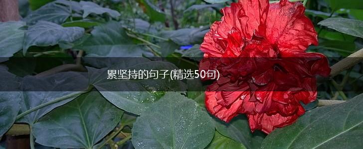 累坚持的句子(精选50句),第1张