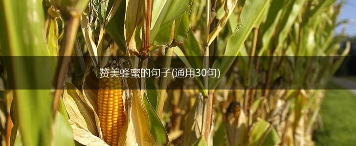 赞美蜂蜜的句子(通用30句),第1张
