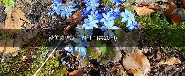 赞美边防战士的句子(共20句),第1张