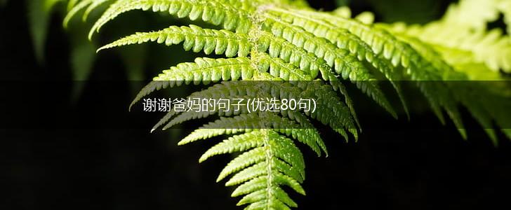 谢谢爸妈的句子(优选80句),第1张