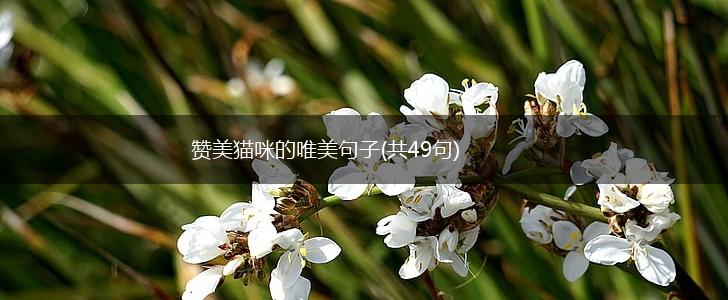 赞美猫咪的唯美句子(共49句),第1张