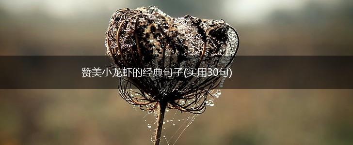 赞美小龙虾的经典句子(实用30句),第1张