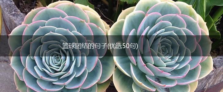 篮球团结的句子(优选50句),第1张