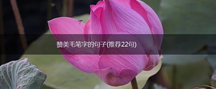赞美毛笔字的句子(推荐22句),第1张