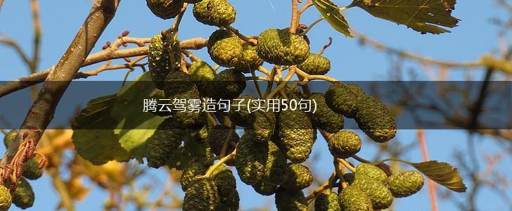 腾云驾雾造句子(实用50句),第1张