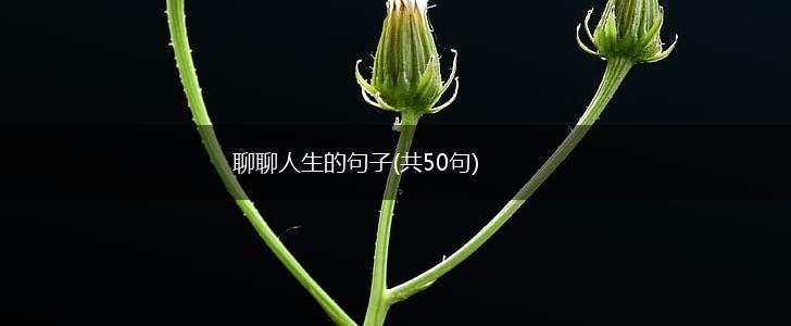 聊聊人生的句子(共50句),第1张