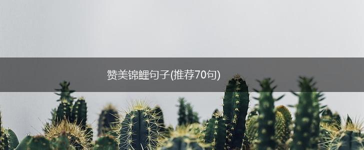 赞美锦鲤句子(推荐70句),第1张