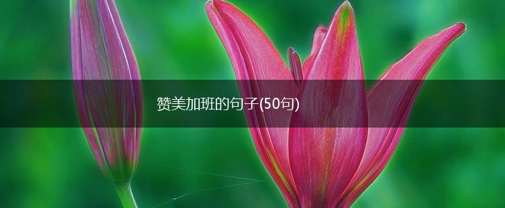 赞美加班的句子(50句),第1张