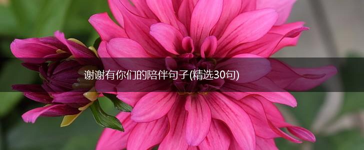 谢谢有你们的陪伴句子(精选30句),第1张