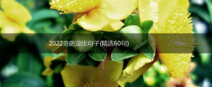2022奇葩逗比句子(精选60句),第1张