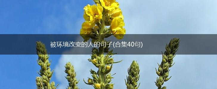 被环境改变的人的句子(合集40句),第1张