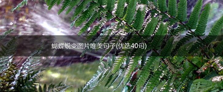 蝴蝶蜕变图片唯美句子(优选40句),第1张