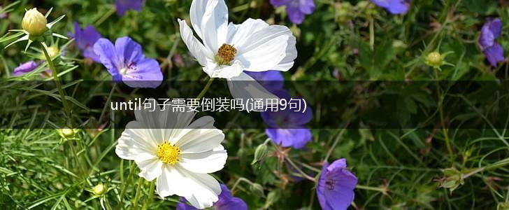 until句子需要倒装吗(通用9句),第1张