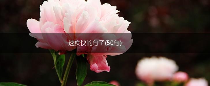 速度快的句子(50句),第1张