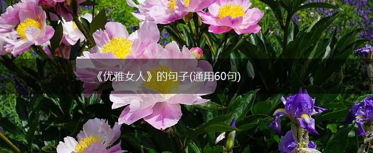 《优雅女人》的句子(通用60句),第1张