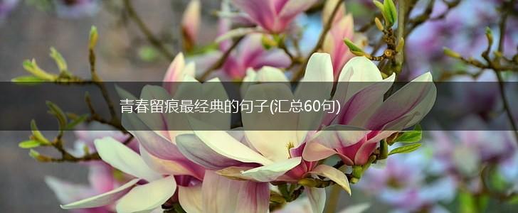 青春留痕最经典的句子(汇总60句),第1张