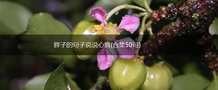 胖子的句子说说心情(合集50句),第1张