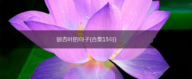 银杏叶的句子(合集15句),第1张