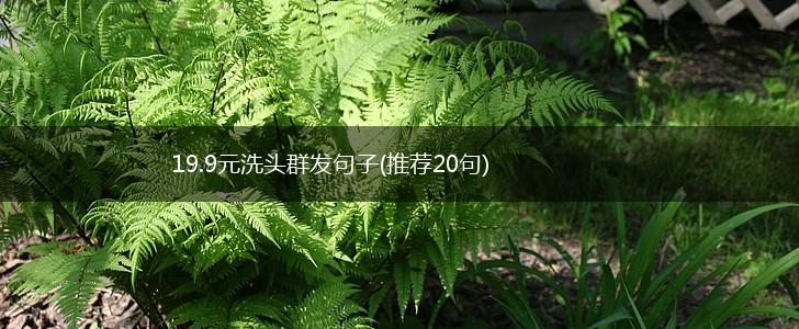 19.9元洗头群发句子(推荐20句),第1张