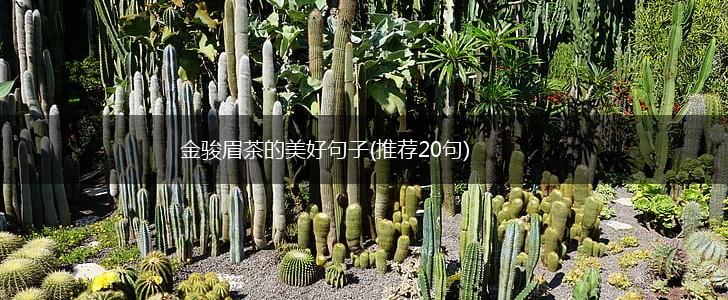金骏眉茶的美好句子(推荐20句),第1张