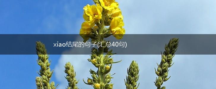 xiao结尾的句子(汇总40句),第1张