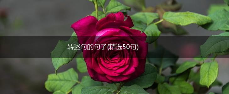转述句的句子(精选50句),第1张