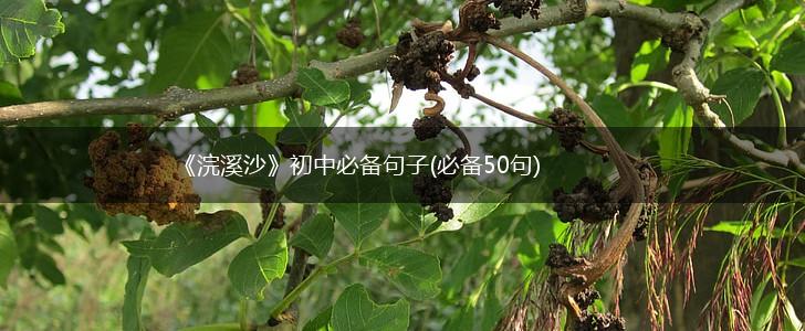 《浣溪沙》初中必备句子(必备50句),第1张