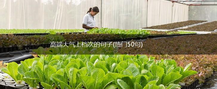高端大气上档次的句子(热门50句),第1张