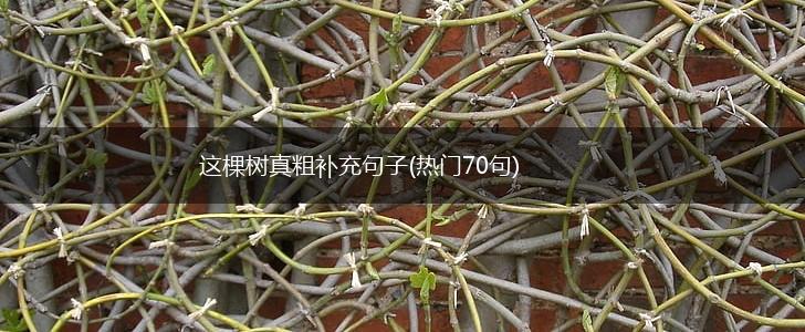 这棵树真粗补充句子(热门70句),第1张