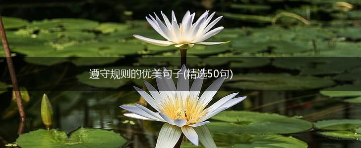 遵守规则的优美句子(精选50句),第1张
