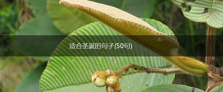 适合圣诞的句子(50句),第1张