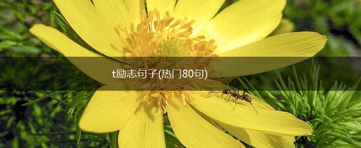 t励志句子(热门80句),第1张