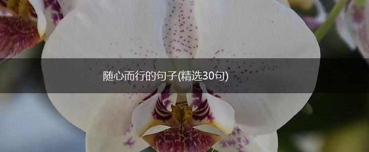 随心而行的句子(精选30句)